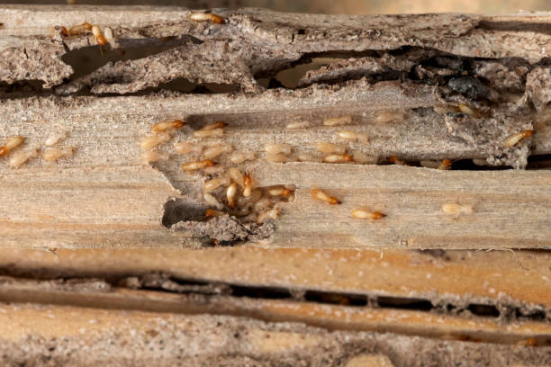 Best Commercial Pest Control Services  in Arlington, GA